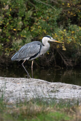 Héron cendré, Ardea cinerea, Grey Heron