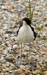 Avocette élégante