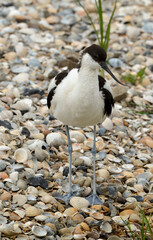 Avocette élégante