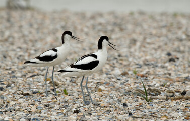avocette, récurvirostra avosetta