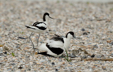 Avocette élégante