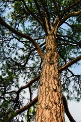 Fototapeta premium old tree in the park