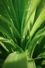 close up of green leaves