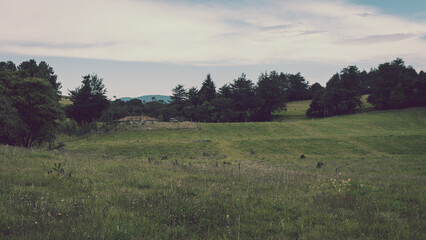 A wide grassy meadow with scattered trees and gentle hills under a soft sky. Ideal for themes of countryside, agriculture, open landscapes, and rural serenity.