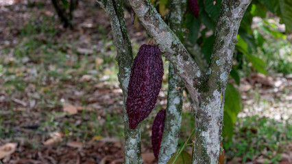 Several deep red cacao pods growing directly from the trunk of a cacao tree in a tropical environment. Ideal for food production and agriculture topics.