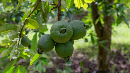 Multiple green guavas growing in a tight cluster on a tree branch in a tropical environment. Great for illustrating fruit production and farming.