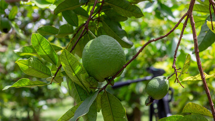 Close-up of a single unripe green guava hanging from a branch surrounded by bright green leaves in a tropical orchard. Ideal for agriculture and exotic fruit themes.