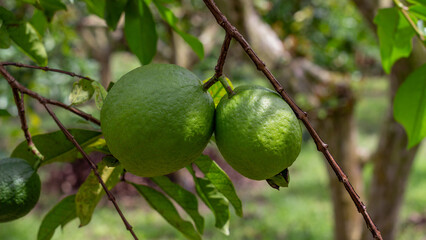 Two green guavas growing side by side on a branch, captured in a tropical orchard with soft natural light. Suitable for agriculture and organic fruit themes.