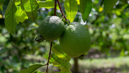 Close-up of two unripe green guavas growing on a tree branch surrounded by lush foliage in a tropical orchard. Perfect for agriculture and exotic fruits themes.