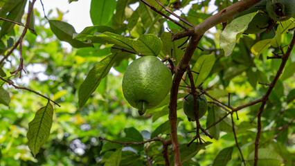 Detailed image of a green guava growing on a tree, surrounded by lush foliage in natural sunlight. Perfect for farming and tropical crop concepts.