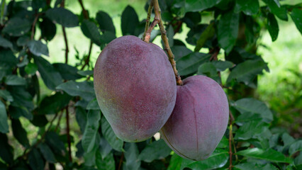 Close-up of two mature purple-toned mangoes hanging from a tree branch with green leaves in the background. Ideal for exotic fruit and tropical agriculture themes.