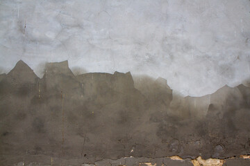 Obraz premium Grzyb na ścianie