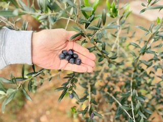 Close-up of Man’s Hand Holding Ripe Black Olives Beside Olive Tree