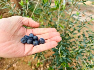 Close-up of Man’s Hand Holding Ripe Black Olives Beside Olive Tree