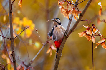 Woodpecker bird sits on the branches of a maple tree with golden foliage in an autumn sunny garden and eats seeds