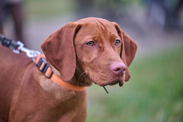 portrait of a vizsla dog