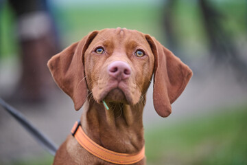 portrait of a young vizsla dog