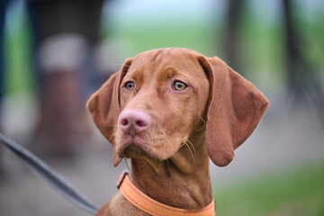 portrait of a vizsla dog