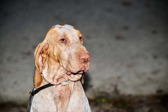 portrait of a braco italiano