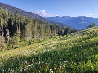 Sunlit Alpine Meadow with Dandelion Fluff and Distant Peaks in Wagrain, Austria