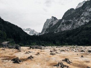 Exposed Tree Stumps on the Lakebed of Gosausee with Dramatic Dachstein Peaks