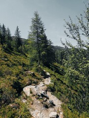 Sun-Dappled Forest Hiking Path Through Larch and Spruce Trees