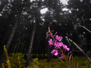 purple flowers in the forest