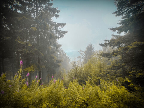 morning fog through the trees