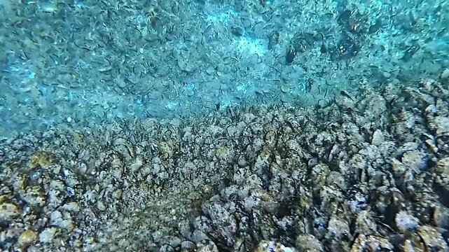 Marbled goby (Proterorhinus marmoratus) on mussel fouling in the Black Sea in late autumn