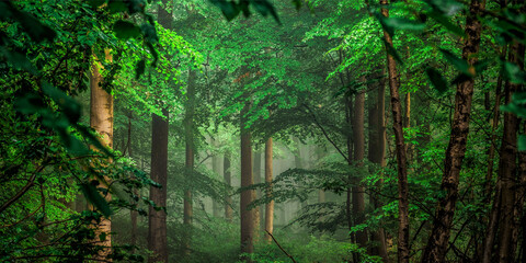 Immerse yourself in this serene and vibrant green forest scene, perfect for nature lovers and...