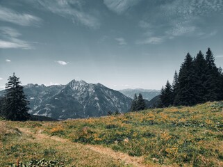 Alpine Summer Meadow View with Majestic Peak and Evergreen Forest