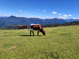 Peaceful Grazing: Brown and White Alpine Cattle on a High Meadow in Austria
