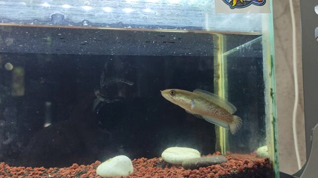 A captivating snakehead fish gracefully swims in a simple home aquarium, showcasing its unique patterns against a dark background with red gravel and white stones.
