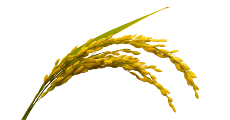 Close up of yellow ear of rice or paddy rice isolated on transparent background, for graphic designer, food ingredients and agricultural products