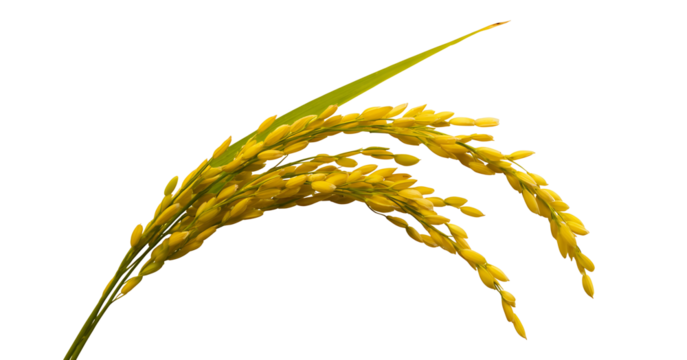 Close up of yellow ear of rice or paddy rice isolated on transparent background, for graphic designer, food ingredients and agricultural products
