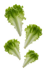 Fresh green lettuce leaves isolated on transparent background crisp leafy vegetables for healthy eating and culinary use vibrant organic produce