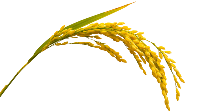Golden rice stalk isolated on transparent background ripe paddy grain for harvest and agriculture symbol of food and prosperity