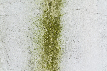 Vertical Green Algae and Mold Growth on White Concrete Wall