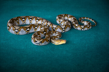 A beautiful large python. A non-venomous snake.