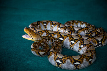 A beautiful large python. A non-venomous snake.