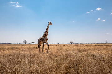 A beautiful giraffe in the African savannah. Sunny day.