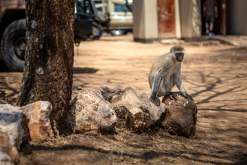 A beautiful African monkey in the savannah. Sunny day. A beautiful animal.