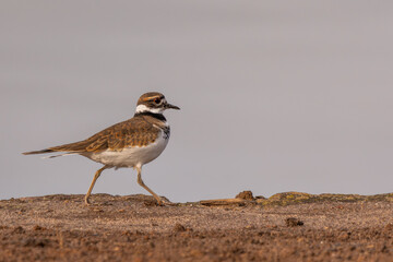 Killdeer walking on the ground