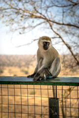 A beautiful African monkey in the savannah. Sunny day. A beautiful animal.