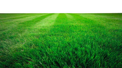 Lush green lawn with fresh cut grass creating inviting spring environment for outdoor activities