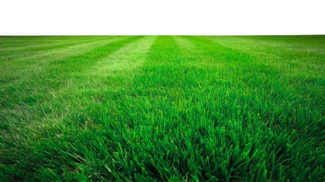 Lush green lawn with fresh cut grass creating inviting spring environment for outdoor activities