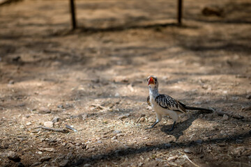 A beautiful African bird. Sunny summer day. Bird on safari.