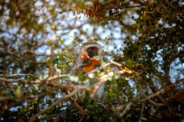 A beautiful African monkey in the savannah. Sunny day. A beautiful animal.