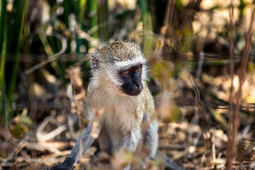 A beautiful African monkey in the savannah. Sunny day. A beautiful animal.