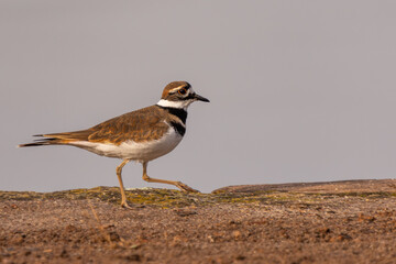 Killdeer walking on the ground